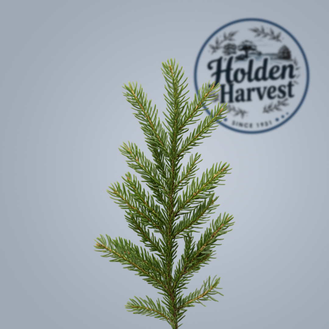Pine branches